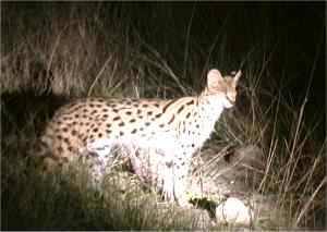 Serval cat on night drive at Kwando 2003 Kirk Levedahl