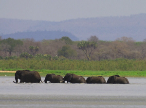 Elephants in the Rufiji River, Selous National Park